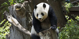 china panda conservation