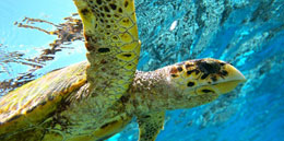 costa rica turtle conservation