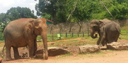 Elephant Sri Lanka
