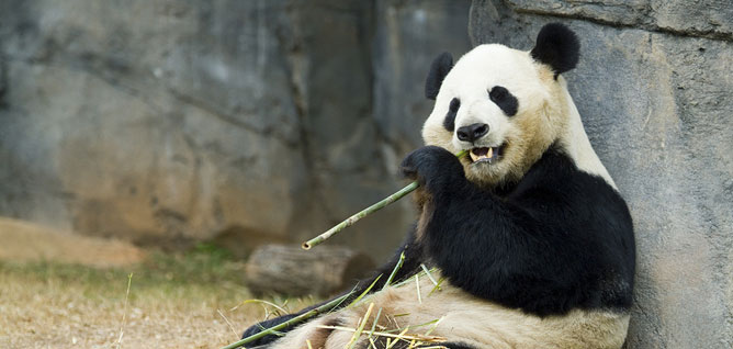volunteer in china